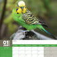 Budgerigars Calendar 2025