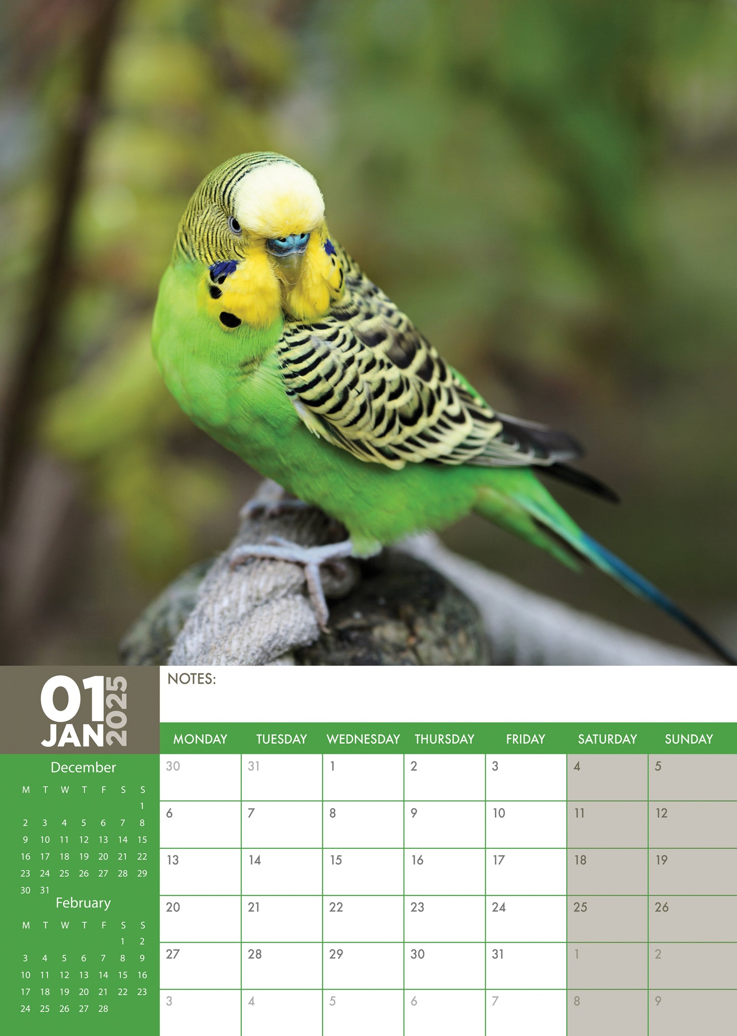 Budgerigars Calendar 2025