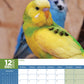 Budgerigars Calendar 2025