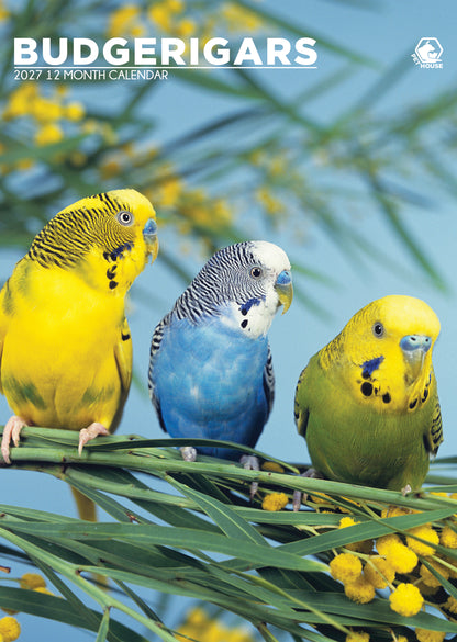 Budgerigars - A3 Calendar 2027