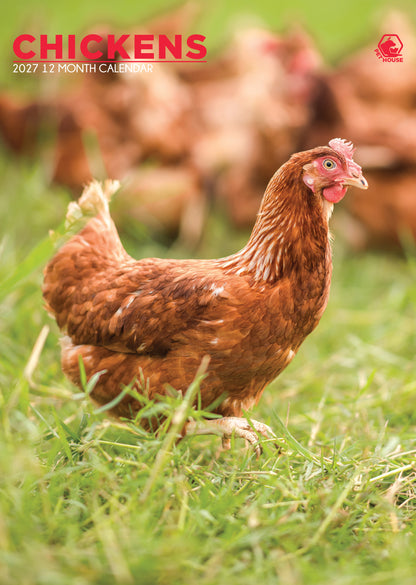 Chickens - A3 Calendar 2027