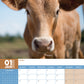 Cows Calendar 2025