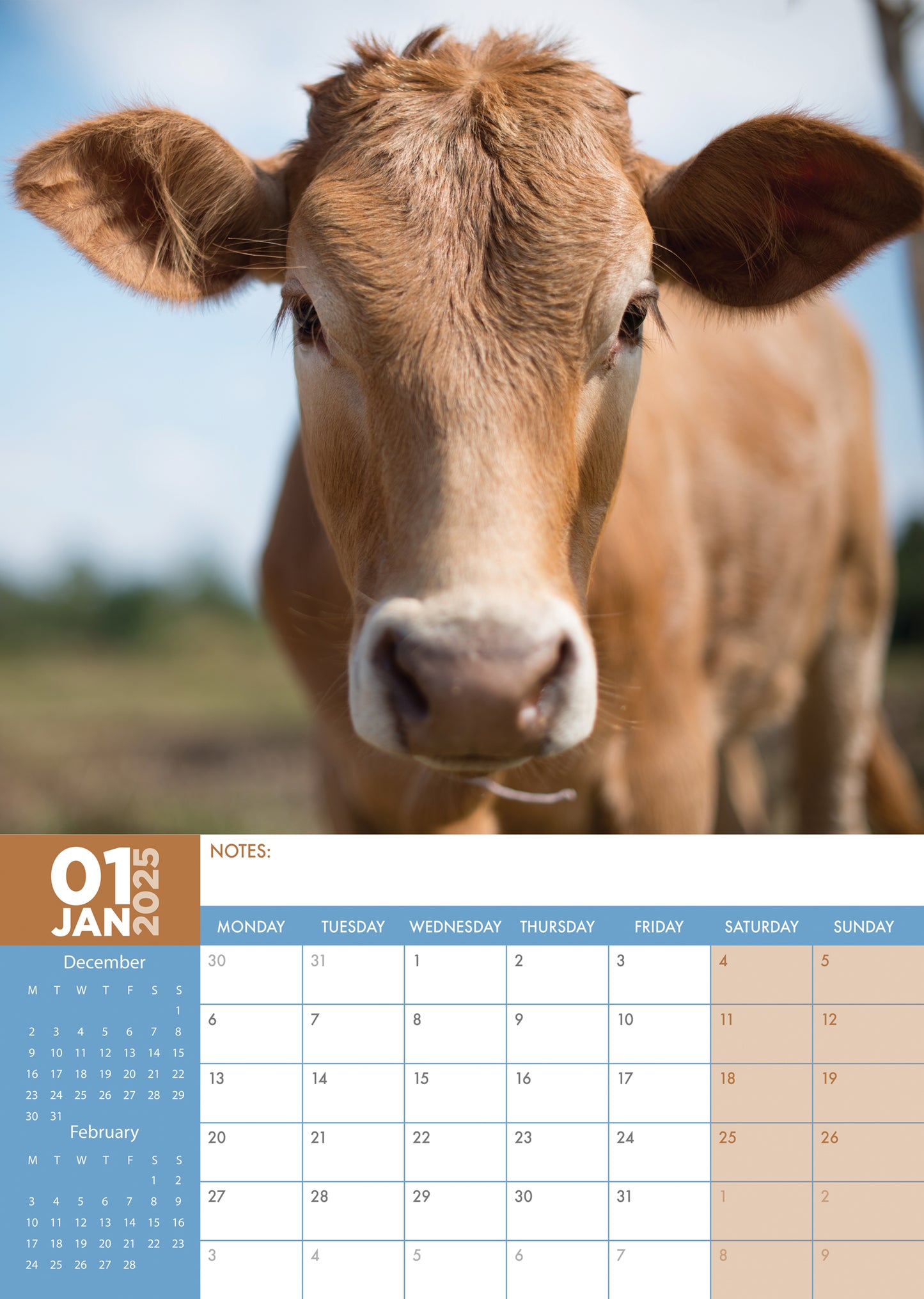 Cows Calendar 2025