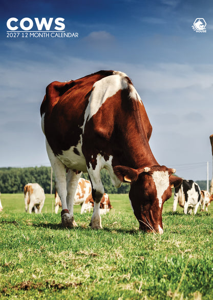 Cows - A3 Calendar 2027