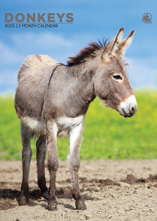 Donkeys Calendar 2025