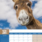 Donkeys Calendar 2025