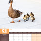 Ducks Calendar 2025