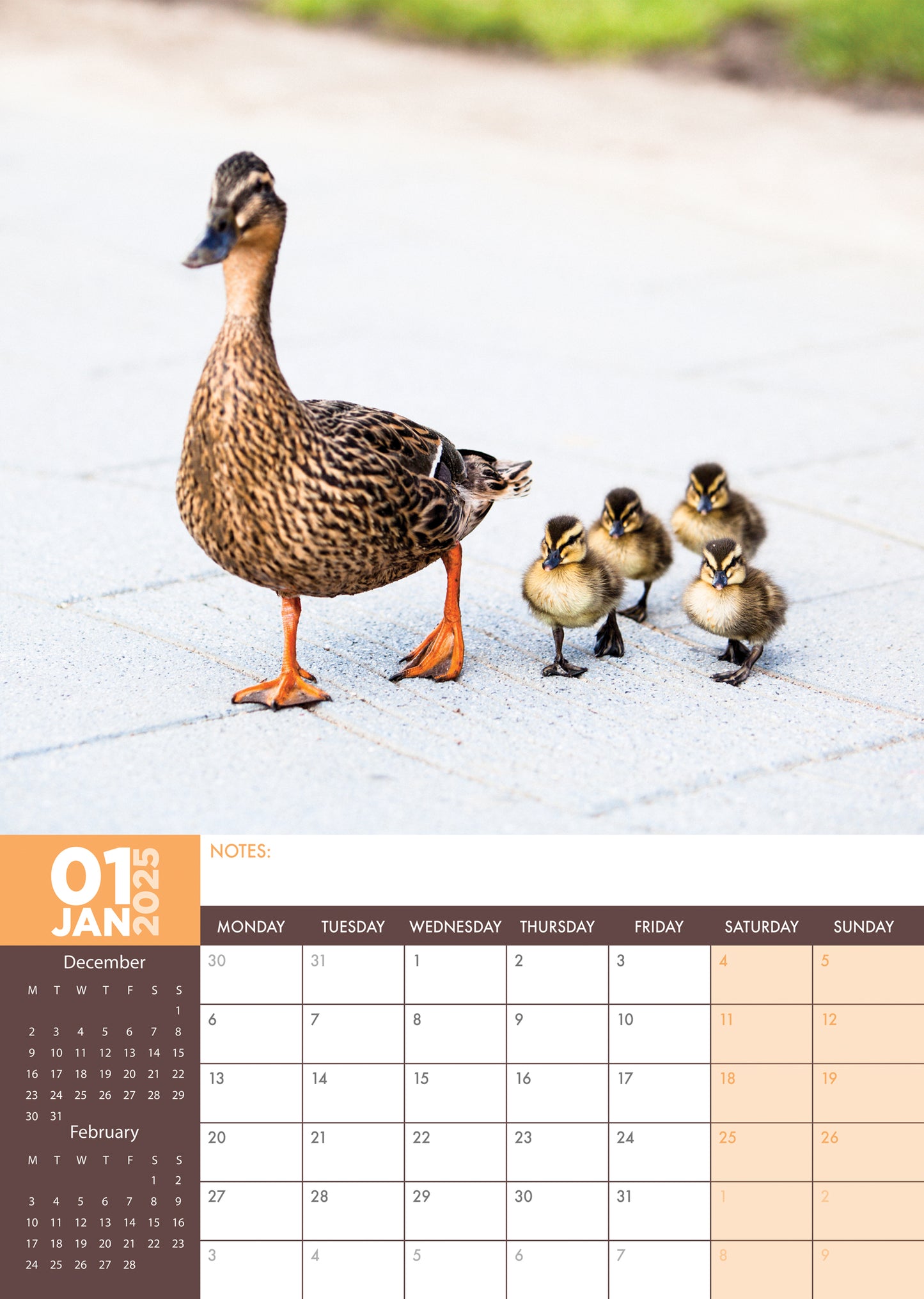 Ducks Calendar 2025