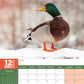 Ducks Calendar 2025