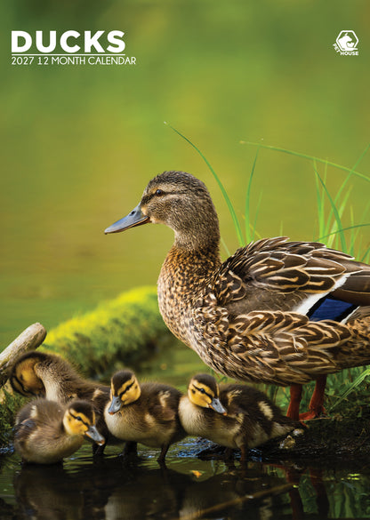 Ducks - A3 Calendar 2027