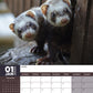 Ferrets Calendar 2025