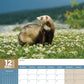 Ferrets Calendar 2025