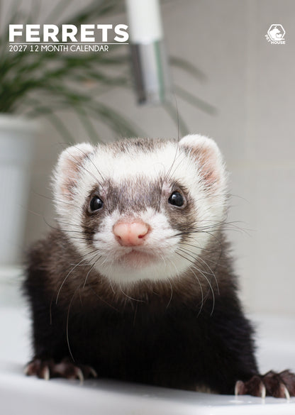 Ferrets - A3 Calendar 2027
