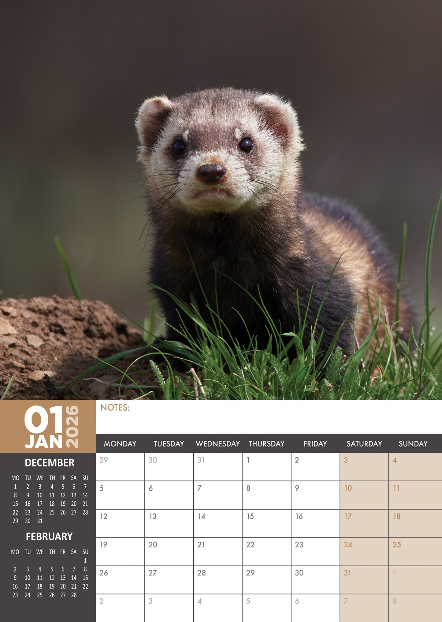 Ferrets - A3 Calendar 2026