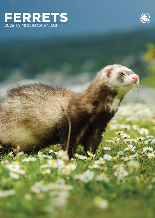 Ferrets - A3 Calendar 2026