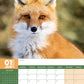 Foxes Calendar 2025