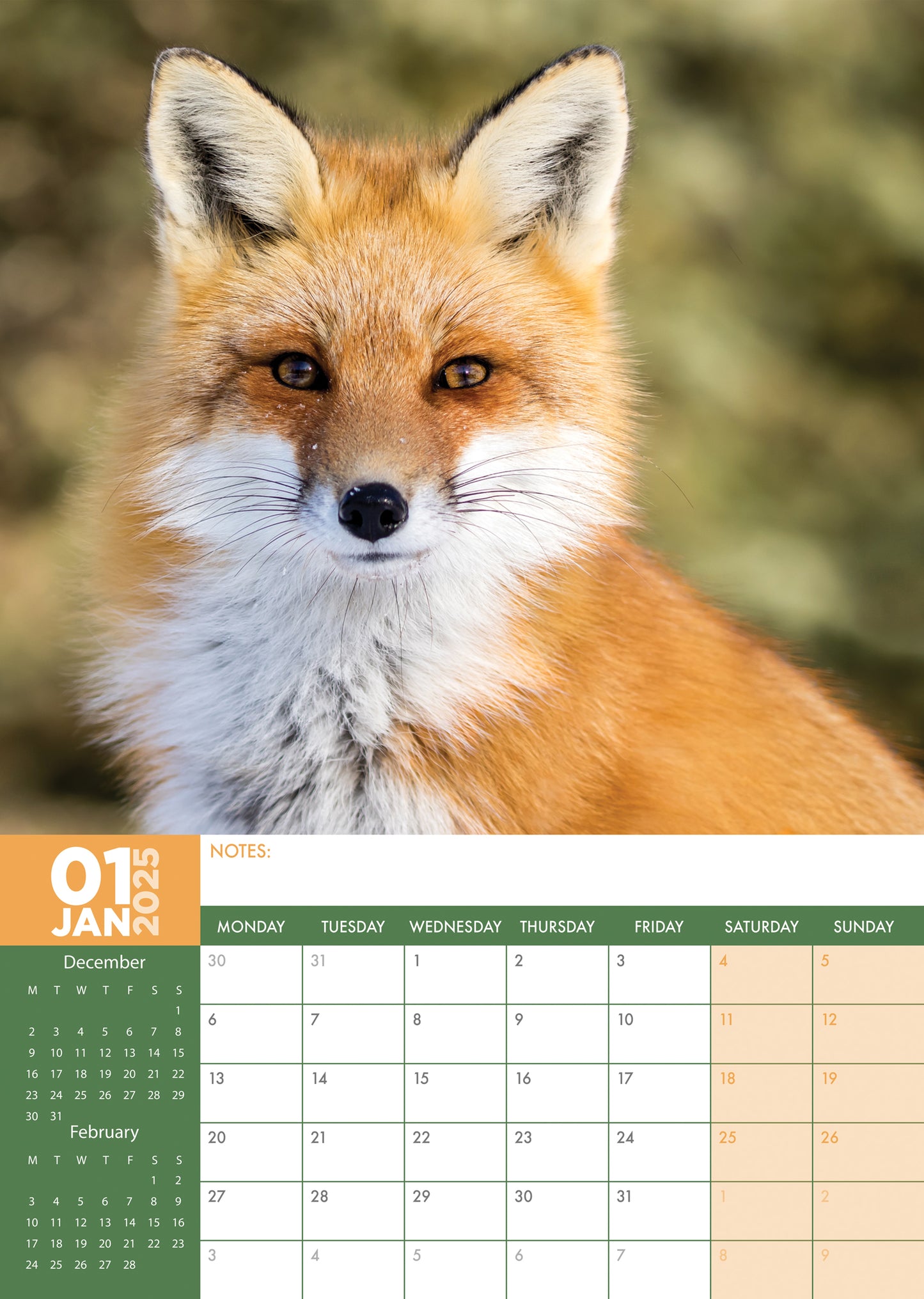 Foxes Calendar 2025