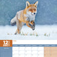 Foxes Calendar 2025