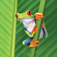 Frogs Calendar 2025