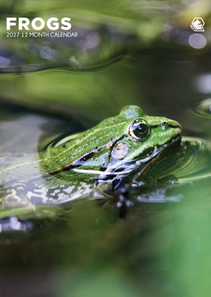 Frogs - A3 Calendar 2027