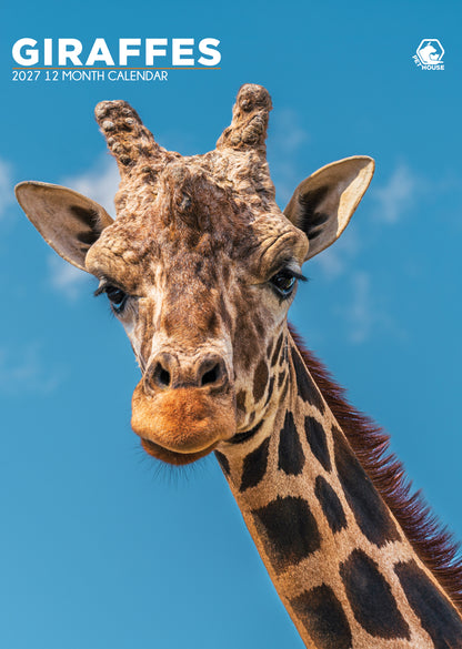 Giraffes - A3 Calendar 2027