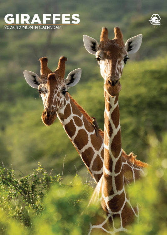 Giraffes - A3 Wholesale