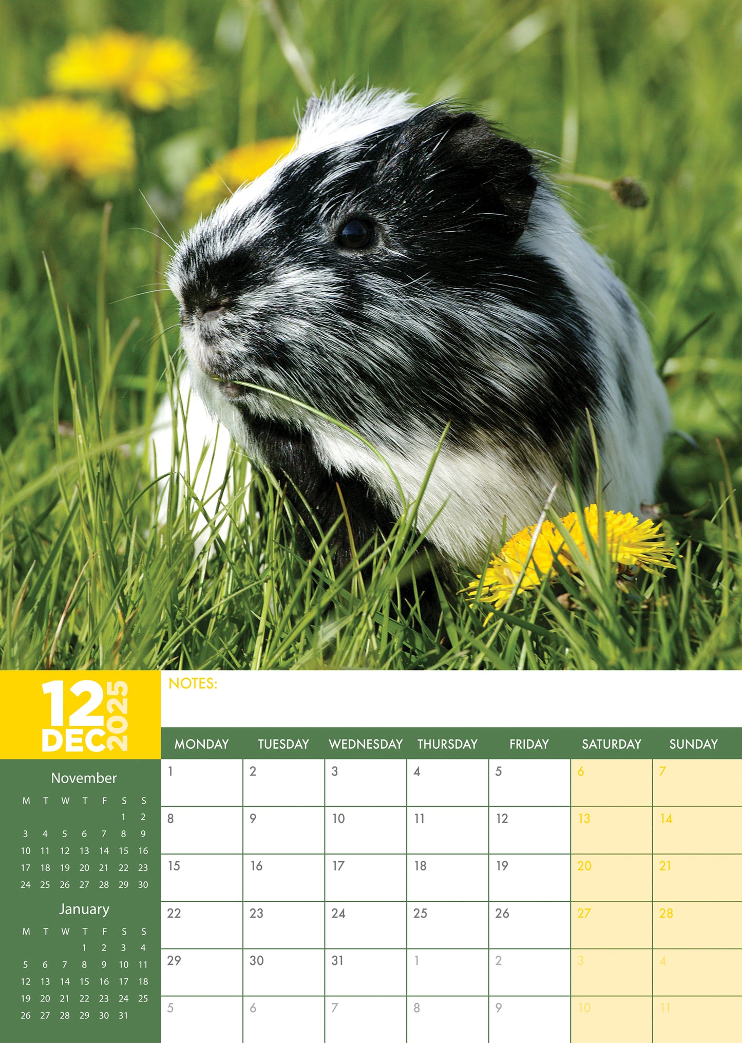 Guinea Pigs Calendar 2025