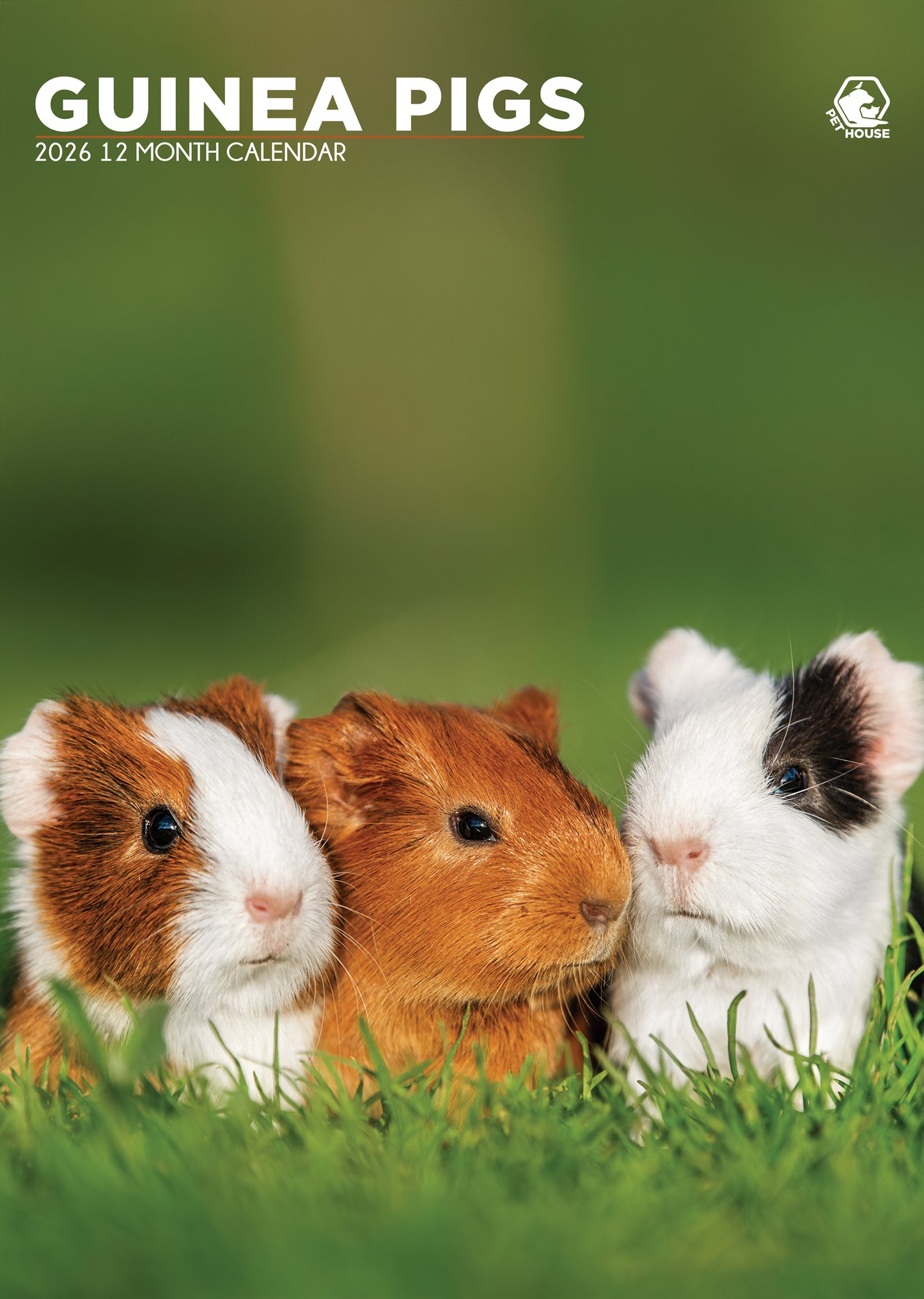 Guinea Pigs - A3 Wholesale