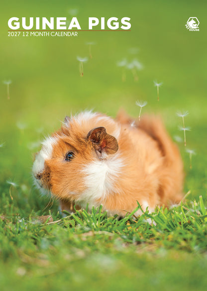 Guinea Pigs - A3 Calendar 2027
