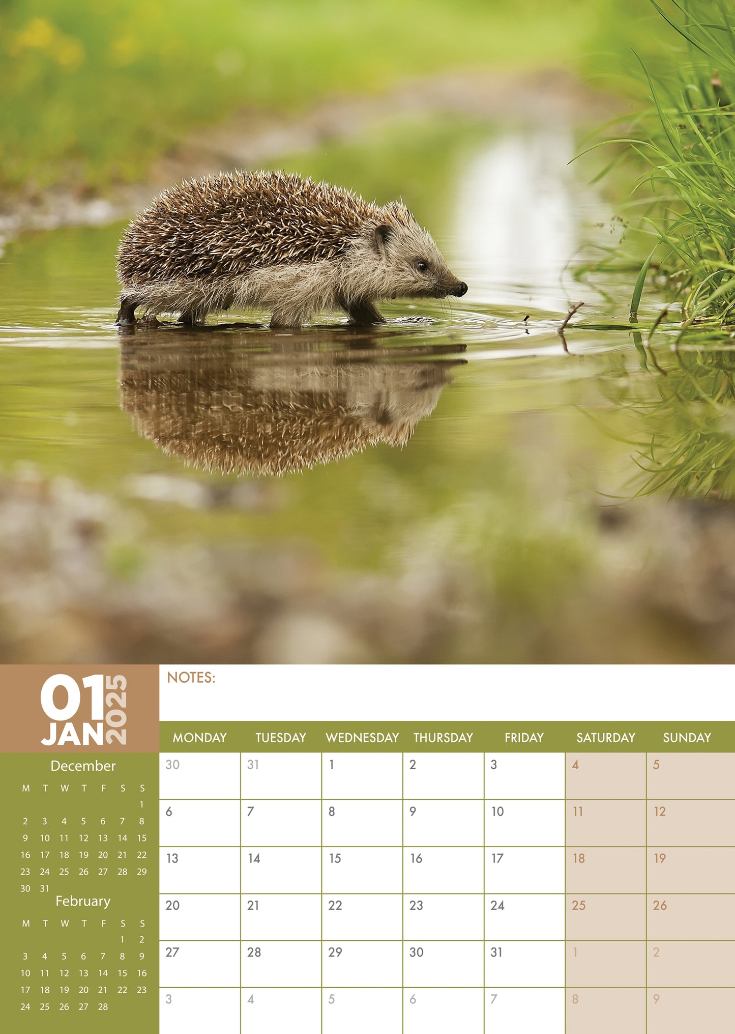 Hedgehogs Calendar 2025
