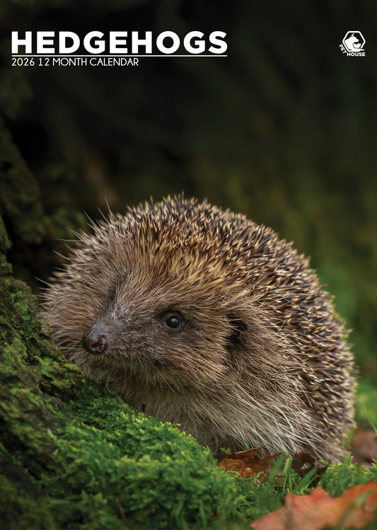 Hedgehogs - A3 Wholesale