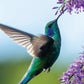 Hummingbirds Calendar 2025