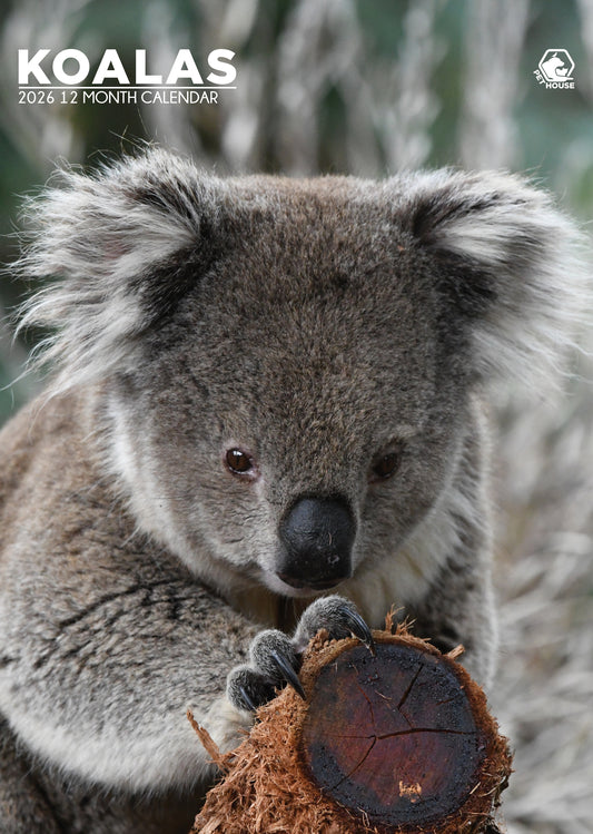 Koalas - A3 Calendar 2026