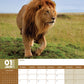 Lions Calendar 2025