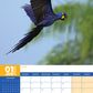 Macaws Calendar 2025