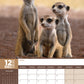 Meerkats Calendar 2025