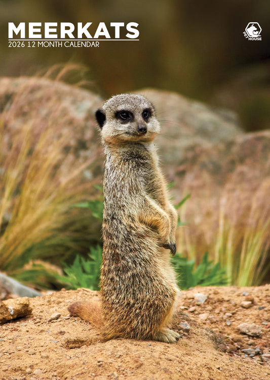 Meerkats - A3 Calendar 2026