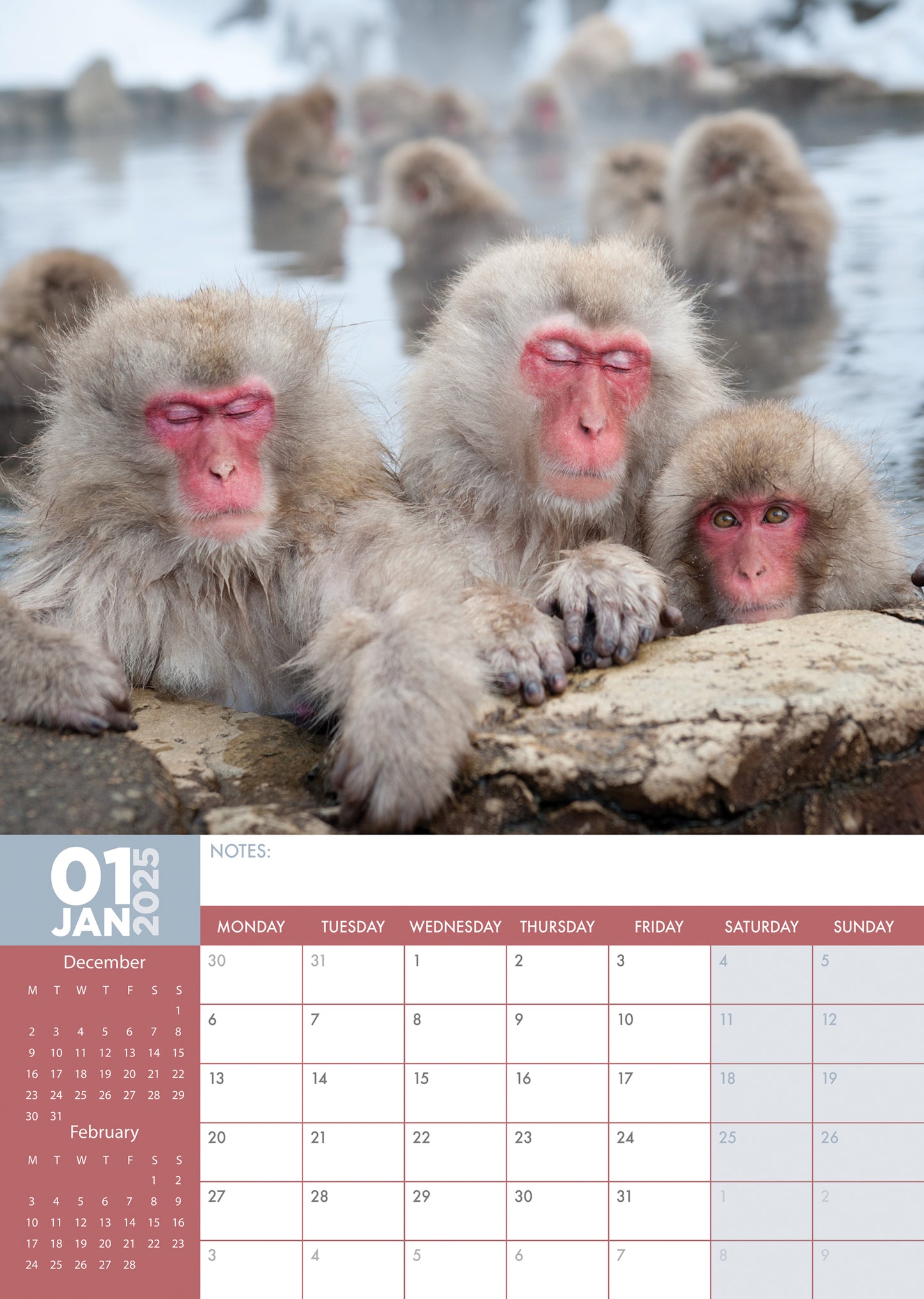 Monkeys Calendar 2025