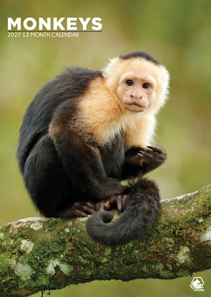 Monkeys - A3 Calendar 2027