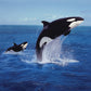 Orcas Calendar 2025
