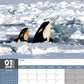 Orcas Calendar 2025