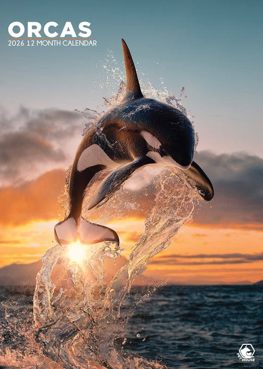 Orcas - A3 Calendar 2026