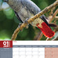 Parrots Calendar 2025