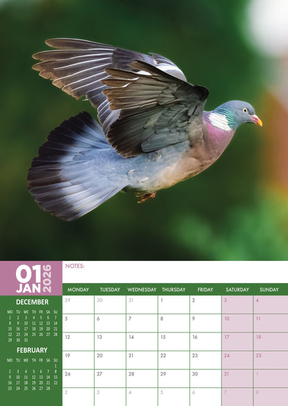 Pigeons - A3 Calendar 2026