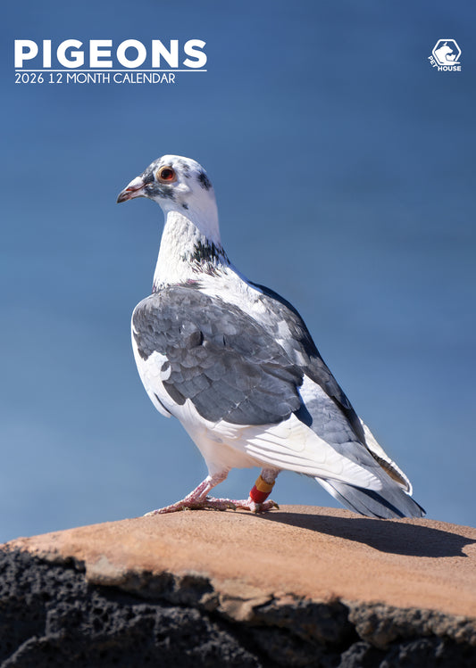 Pigeons - A3 Calendar 2026