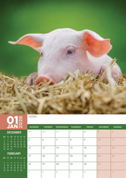 Piglets - A3 Calendar 2026