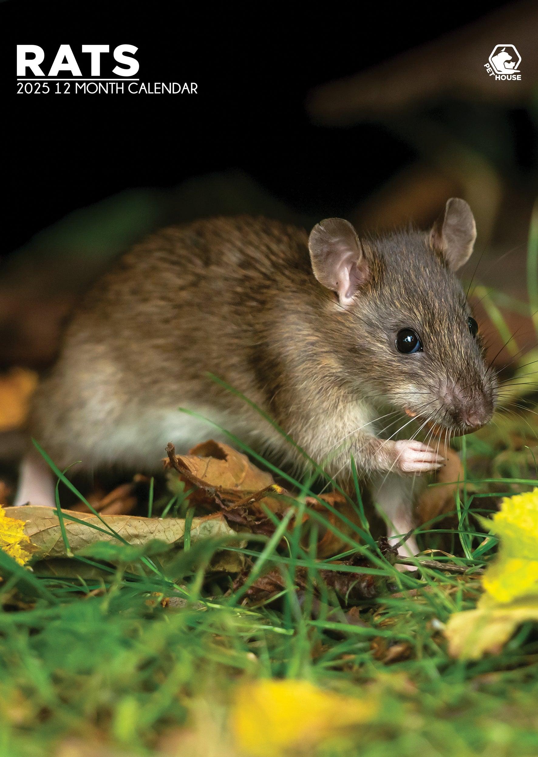 Rats Calendar 2025 CalendarsRus