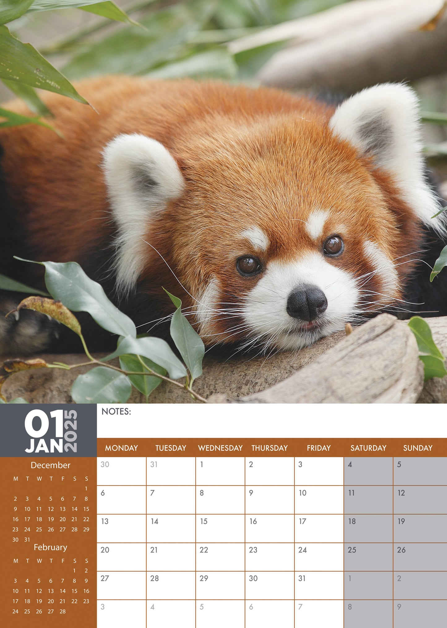 Red Panda Calendar 2025