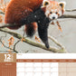Red Panda Calendar 2025