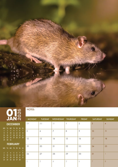 Rats - A3 Calendar 2026